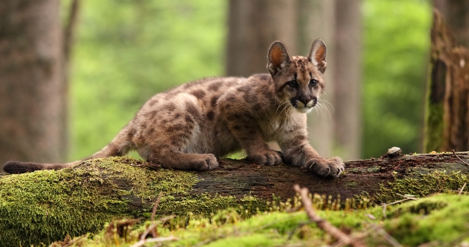 Fauna